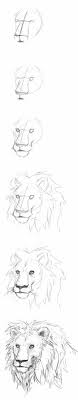 How To Draw A Cat Step By Step 2 Lion Art Lion Sketch Lion Drawing