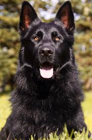Black German Shepherd