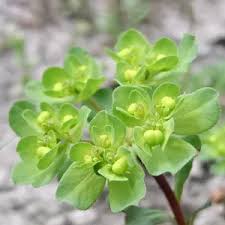 Image result for Euphorbia granulata
