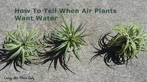 How To Tell When Air Plants Want Water Youtube Air Plants Care Air Plants Plants