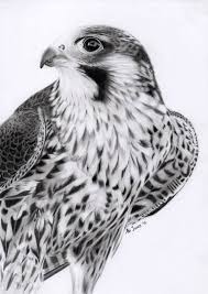 Pin By Cesur Aslan On Tatt That Falcon Art Bird Drawings Falcon Drawing