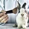 Makeup brands *still* testing on animals. 1