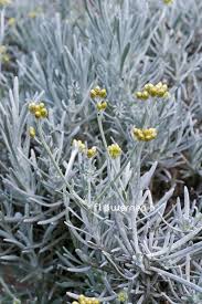 Image result for Helichrysum aureum