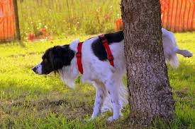 Yes, bermuda would be a better grass than st.augustine as far a pet urine damage is concerned. The Best Grass For Pets Sod University Sod Solutions