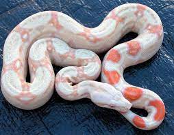 Boa Constrictor Pet Snake Reptile Snakes Red Tail Boa