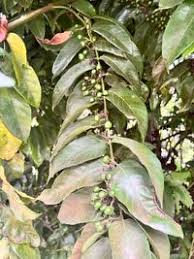 Image result for Keetia gueinzii