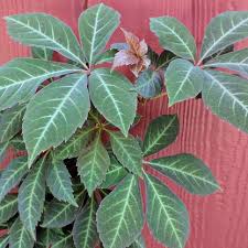 Image result for Parthenocissus