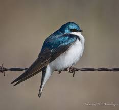 Fat Birds Tree Swallow By Turk Images On Flickr Kuslar Kus