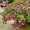Flowers for small pots australia. Https Encrypted Tbn0 Gstatic Com Images Q Tbn And9gcq98konbt Tujhrhedsr0uej6gaungyxigf E7ta Gjfrawnpty Usqp Cau