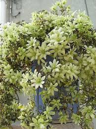 Check spelling or type a new query. Clematis Pixie Kletternde Blumen Blumensamen Baume Pflanzen