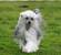 Puppy Chinese Crested