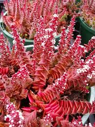 Crassula Capitella Subsp Thyrsiflora Red Pagoda World Of Succulents Succulent Gardening Cacti And Succulents Succulents