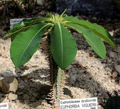 Image result for Euphorbia chevalieri