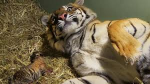 What does a tiger look like? Birth Of Twin Tiger Cubs Tigers About The House Bbc Earth Youtube