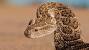 Brown Snakes