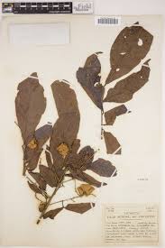 Image result for Eriocoelum