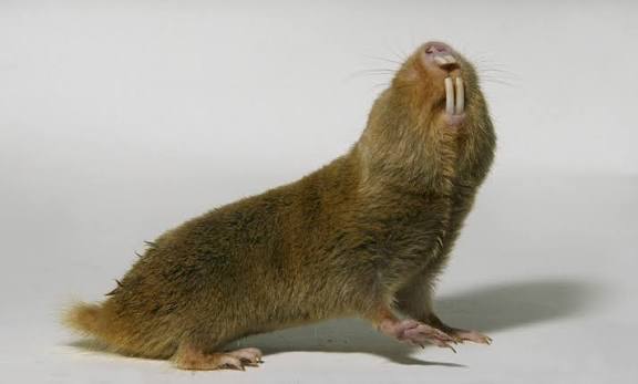 Damaraland mole rat | Smithsonian's National Zoo and Conservation Biology  Institute