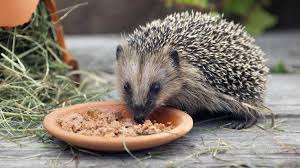 Was Fressen Igel Tiere Richtig Futtern Was Fressen Igel Igel Im Garten Igel Futtern