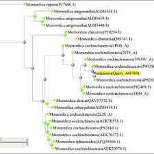 Image result for Momordica anigosantha