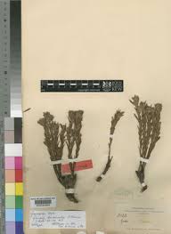 Image result for Gnidia mollis