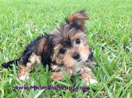 From them, daily grooming and proper nutrition are the two most important things to keep in mind. Morkie Or Maltese Yorkie Mix Puppies For Sale In Florida Missy Micheline S Pups