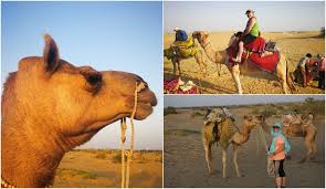 How many ears does ruby the rabbit have? Our Night In The Thar Desert Kiwis Fly The Coop