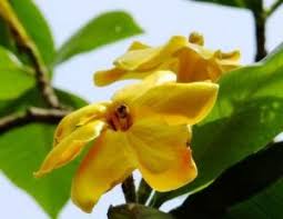 Image result for Oxyanthus latifolius