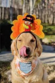 High Hopes Dog Training