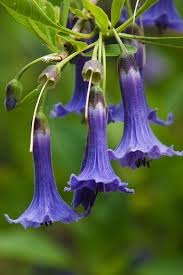 Usually ships within 3 to 5 weeks. Pin On Unusual Plants Flowers