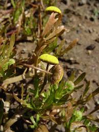 Image result for Dewildemania filifolia