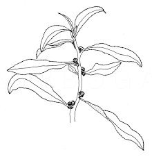 Image result for Struchium