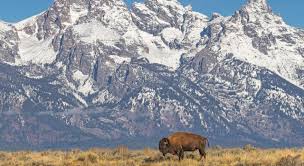 It is larger and has a broad. Bisons In Den Usa