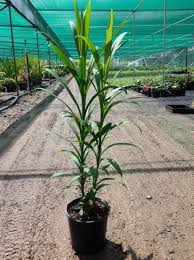 Image result for Cordyline stricta