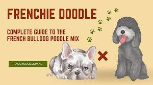 Frenchie Doodle - Complete Guide to the French Bulldog Cross Poodle Mix  Breed - Raggy Dogs Blog
