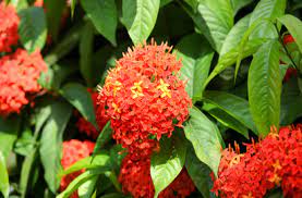 Ashoka Benefits Precautions And Dosage 1mg