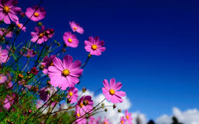 Free download hd & 4k quality many beautiful desktop wallpapers to choose from. Desktop Backgrounds Computer Desktop Backgrounds Hd Cosmos Flower Wallpaper Hd 1600x1000 Wallpaper Teahub Io