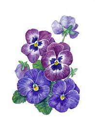 Aquarelle Pansy Art Botanique Peinture Botanique Peinture Fleur Pansies Art Flower Art Flower Painting