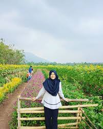 Lokasi taman bunga ini dekat dengan gunung merapi. Pesona Taman Bunga Kadung Hejo Di Pandeglang Backpacker Jakarta