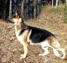 German shepherd puppies $0 (abq > los lunas area ) pic hide this posting restore restore this posting. 5 German Shepherd Breed Types Which Is Right For You