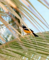 Visit Aruba On Instagram A Tropical Trupial Spotting Momentsbyquinty Photography Aruba Visitaruba Trupial Bir In 2020 Visit Aruba Aruba Tropical Birds