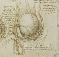 600x487 drawing human anatomy for beginners best 25 human body. Leonardo Da Vinci And The Origin Of Semen Notes And Records The Royal Society Journal Of The History Of Science