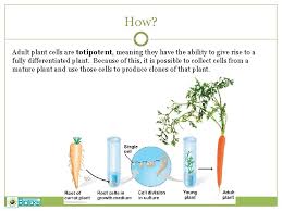 Used by 98% of top pharma · quality + reproducibility Plant Tissue Culture What Is Plant Tissue Culture