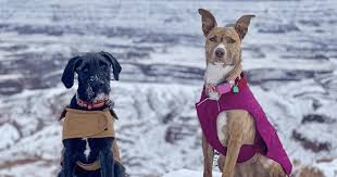 Recall Update 15 More Brands Recalled For Deadly Aflatoxins In 2020 Your Dog Dog Parents Online Pet Store
