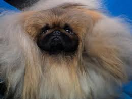 Pekingese named wasabi won best in show at the largest ever american kennel club national championship presented by royal canin in orlando, florida. Wasabi The Pekingese Wins Best In Show At Largest Ever Akc National Championship Gma