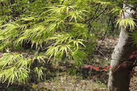 庭木図鑑 植木ペディア