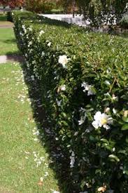 Front Of House Camellia Setsugekka Hedge Google Search Garden Hedges Hedges Landscaping Front Yard Hedges