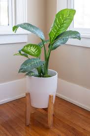 The Dumb Cane Can Leave You Speechless In 2020 House Plants Decor Indoor Plant Pots Plant Decor
