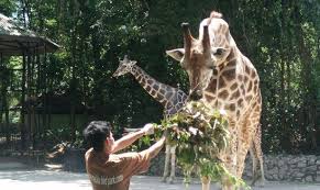 Aktivitäten in der nähe von zoo melaka auf tripadvisor: Zoo Melaka Wujudkan Tabung Kumpul Dana Tampung Bekalan Makanan