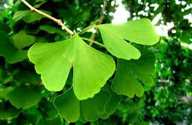 Ginkgo biloba is one of the longest living tree species in the world. Ginkgo Biloba Tree Facts