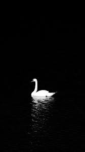 Over 60 Cool Iphone 7 Wallpapers Swan Wallpaper Swan Swan Pictures